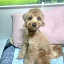 개멋지개 이미지