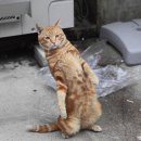 행복한고양이 - 고양시 일산동구 무궁화로 32-21 | 행복한고양이