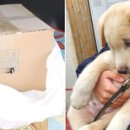 아기강아지 이미지