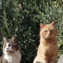 파주24시동물병원 이미지