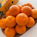 승환농장 | 맛있는 천혜향 추천 제주천혜향 아빠는농부다 승환이네 농장 ㅣ 과즙이 풍부하고 달달함이 입안 가득...