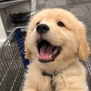 한결강아지미용실 이미지