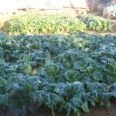 병수네농장 이미지