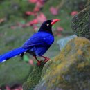 까치파크 이미지