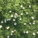 중간식당 이미지