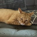 모모동물병원 이미지