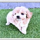 멍멍왈왈 이미지