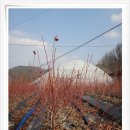 무척사랑영농조합법인 이미지