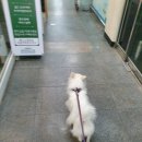 청순하개 이미지