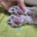 아프리카 동물의료센터 이미지