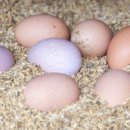 유나네 자연숲 농장 이미지