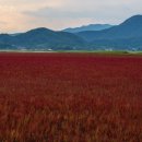 순천만풍경 이미지