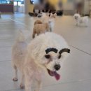 카페멍날 | 대구 다사애견카페 추천, 커피멍 솔직후기 대만족🐶