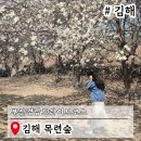 지촌9-11 농로 | 부산 경남 드라이브 코스 김해 흥동 목련숲 실시간 주차장
