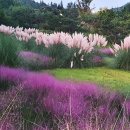 가을 조경의 압도적인 아름다움&#34; 이색적인 느낌 물씬 풍기는 팜파스 명소 이미지