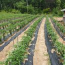 이경미농장 이미지