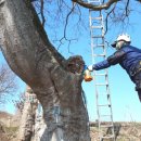 마을 보호수 이미지