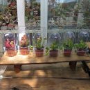 호산나화원 이미지