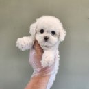 하나행운켄넬 | 혜화동강아지분양 이자벨라푸들분양후기