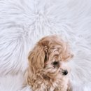 드림독 강아지분양 안심분양센터 부천점 이미지