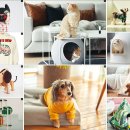 야옹야옹 이미지