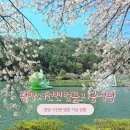 도로변(개봉로 4) | 광양 서천변 벚꽃 지금 상황｜만개 후 산책길 후기