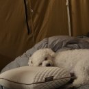 중고개민박 | [2512 제천] 라라랜드 캠핑장 | 스프링바 스카이라이너 | 애견동반 캠핑장 | 동계 캠핑 기록