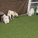 세천로7길 | 대구 애견카페 짜세프렌즈 내돈내산 방문후기