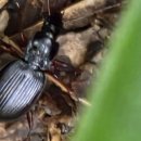 먼지벌레 이미지