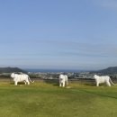 송라제니스컨트리클럽 이미지