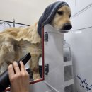 웰니스 펫 미용실 이미지