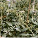 신농팜케미컬 이미지