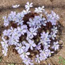 강원도립화목원 이미지