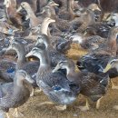 안덕민속한의원 이미지