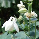 꽃며느리 이미지