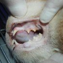 카페거리 동물병원 동행 이미지