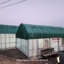 삼부자미나리 | 경북 경산 산전리 [삼부자미나리] 하우스편 0011