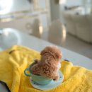 퍼피베베 이미지