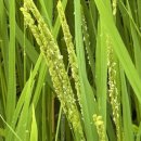 도척면-1 이미지