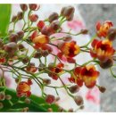 환타지아 이미지