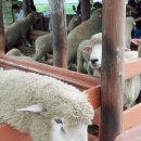 신호목장 이미지