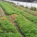 동남농장 이미지