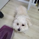 개똥아부탁해 이미지