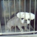 박효리군 동물병원 이미지