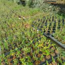 삼복농장 이미지