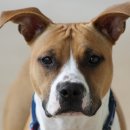 이루다 동물병원 이미지