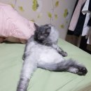 그루밍 시옷 네이버블로그