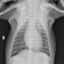 워너비 동물병원 이미지