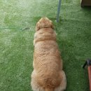 #레오네 이미지