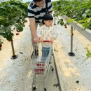 모현뜰작은도서관 | 아이랑 주말 나들이 서울근교 경기도 광주 딸기따기체험 뜰농장 7시간 놀다옴 주의